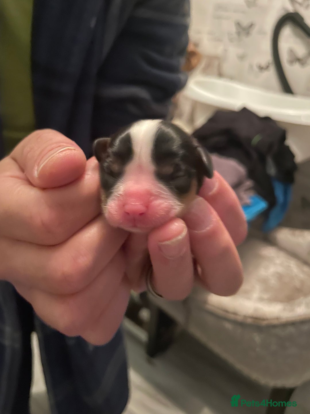 Cavalier King Charles Spaniel dogs for sale: King Charles cavalier puppies - Image 9