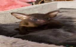 Oriental cats for sale: Full Pedigree Oriental 3 Kittens XL size ears GCCF - Image 6