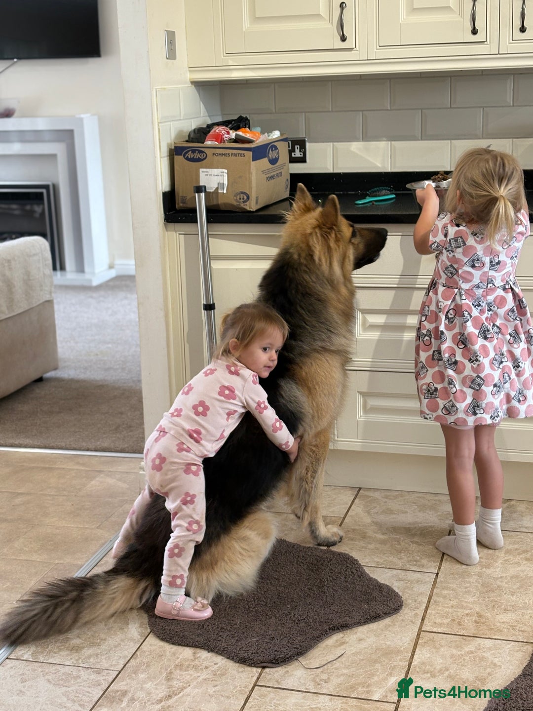 German Shepherd dogs for sale: Family reared GSD pups.  - Image 6