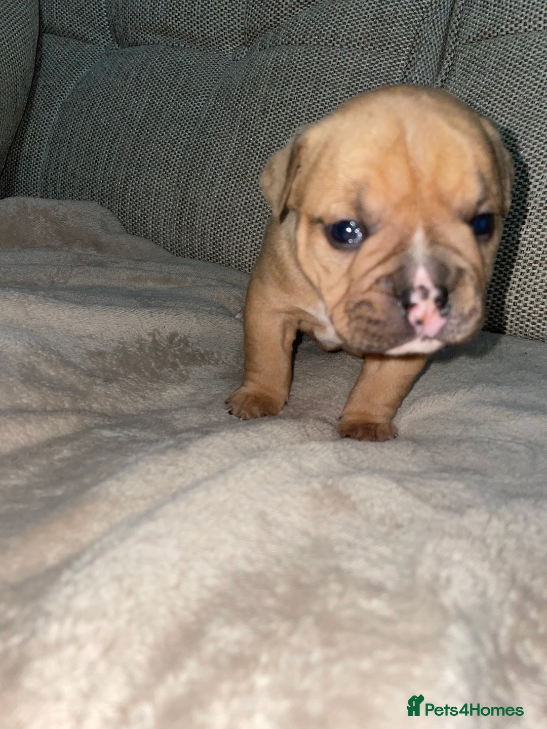 Mixed Breed dogs for sale: Ready to leave mixed breed pups  - Advert 6