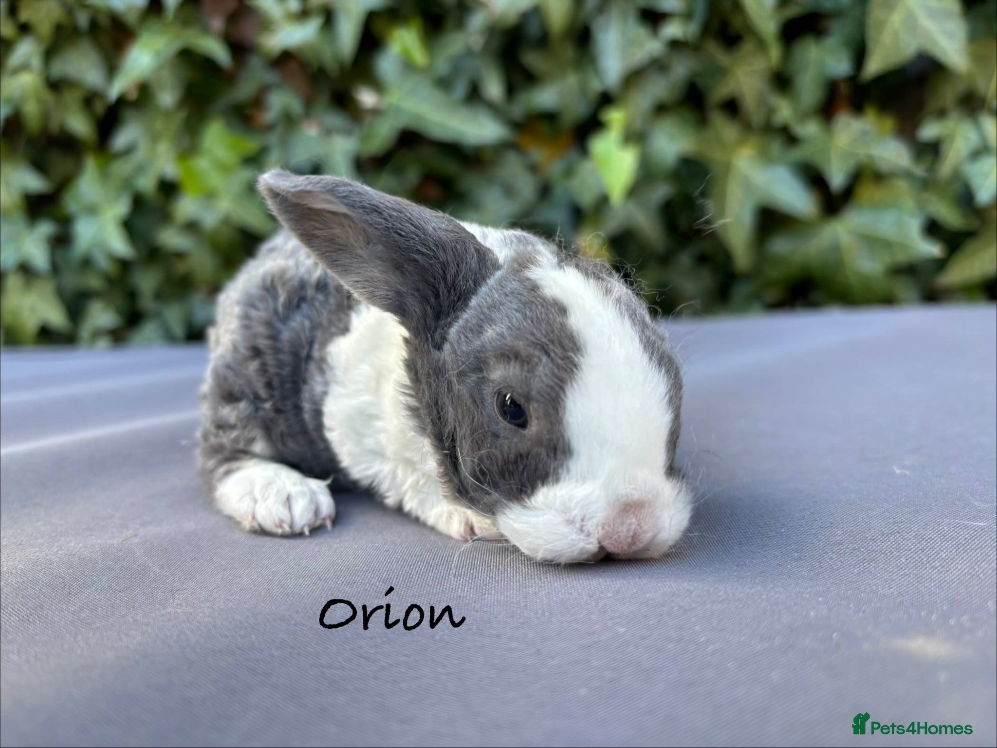 Mini Lop rabbits Pure bred Mini Plush Lops - Advert 9