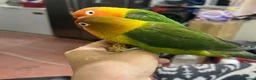 Cockatiels birds for sale: Semi tamed lovebird pair  - Advert 3