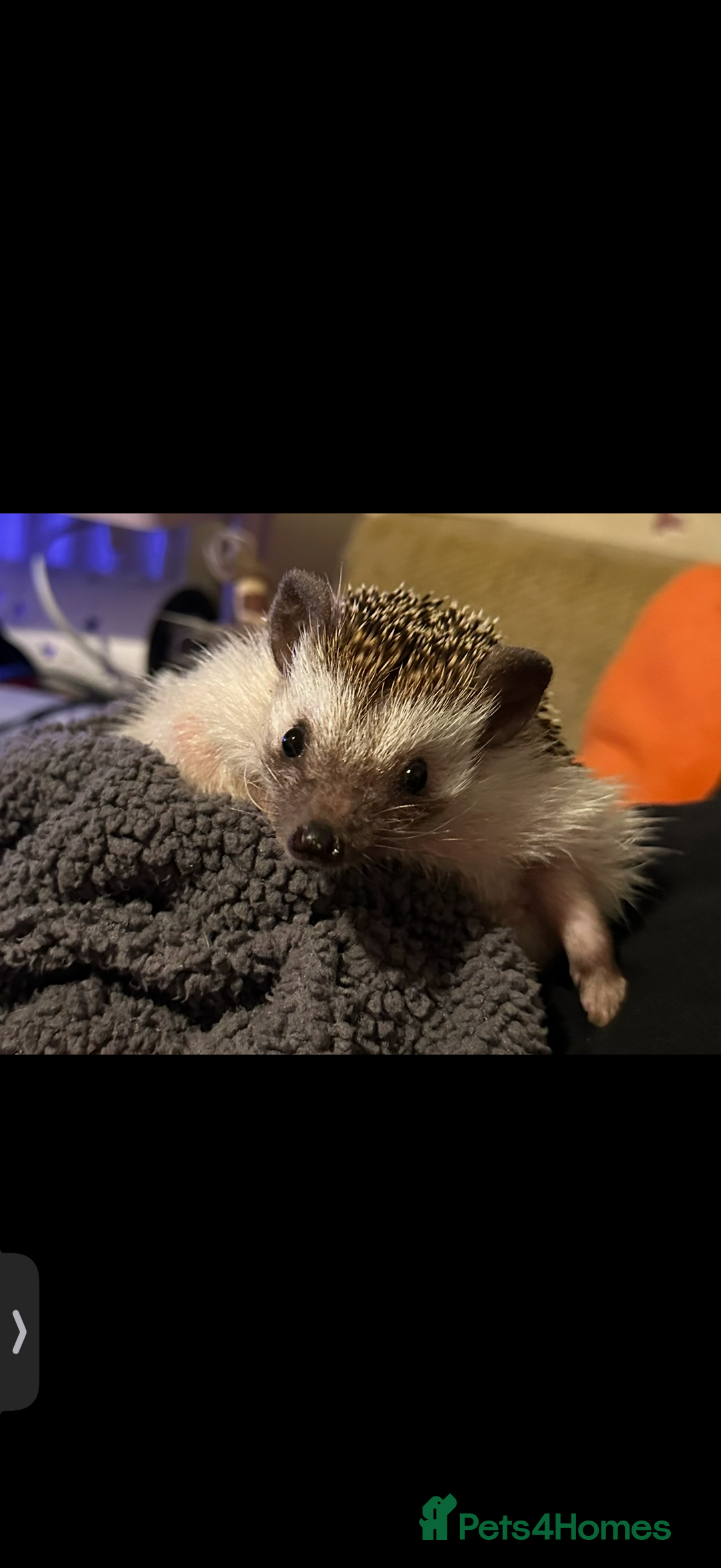 Pygmy Hedgehog rodents for sale: Sweet Pygmy Hedgehog in search of kind home - Advert 2