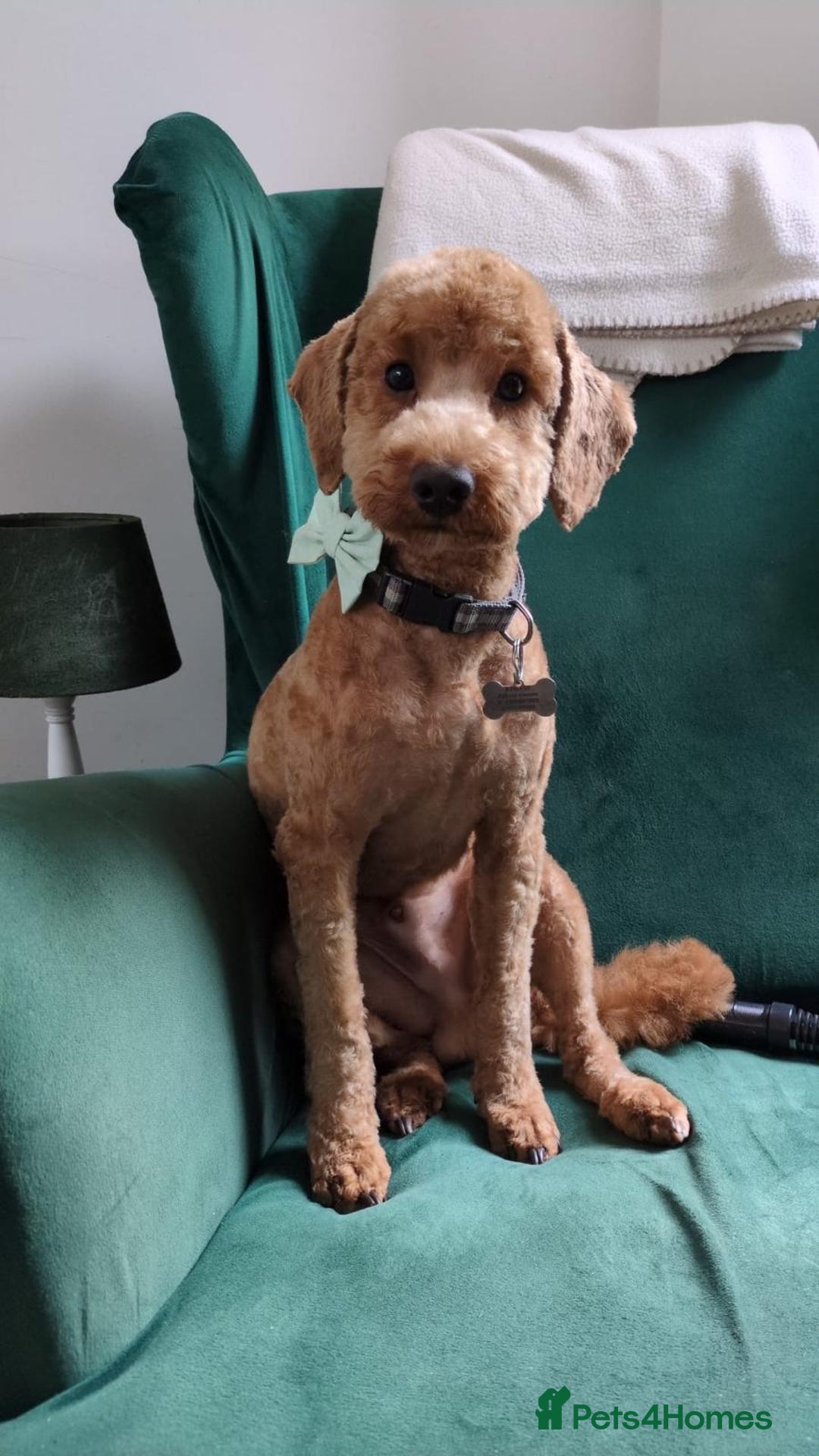 Cockapoo dogs for sale: Apricot coloured cockapoo boy - Advert 2