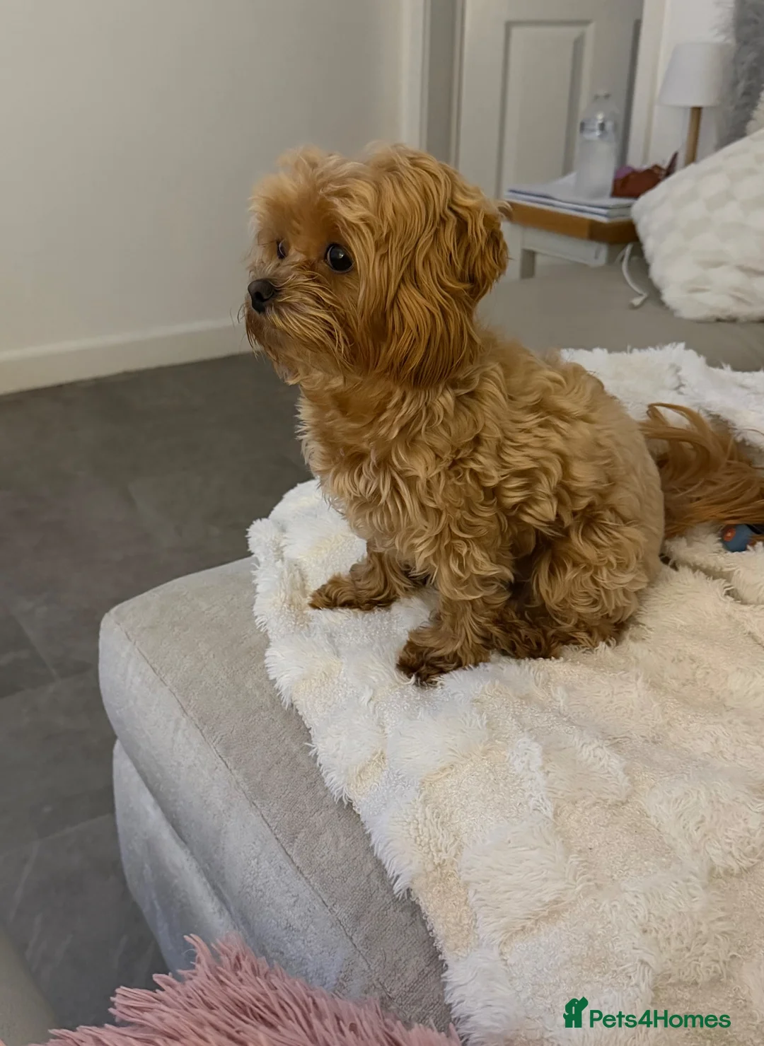 Maltipoo dogs for sale: Tiny Maltipoo female  in Chorley - Advert 2