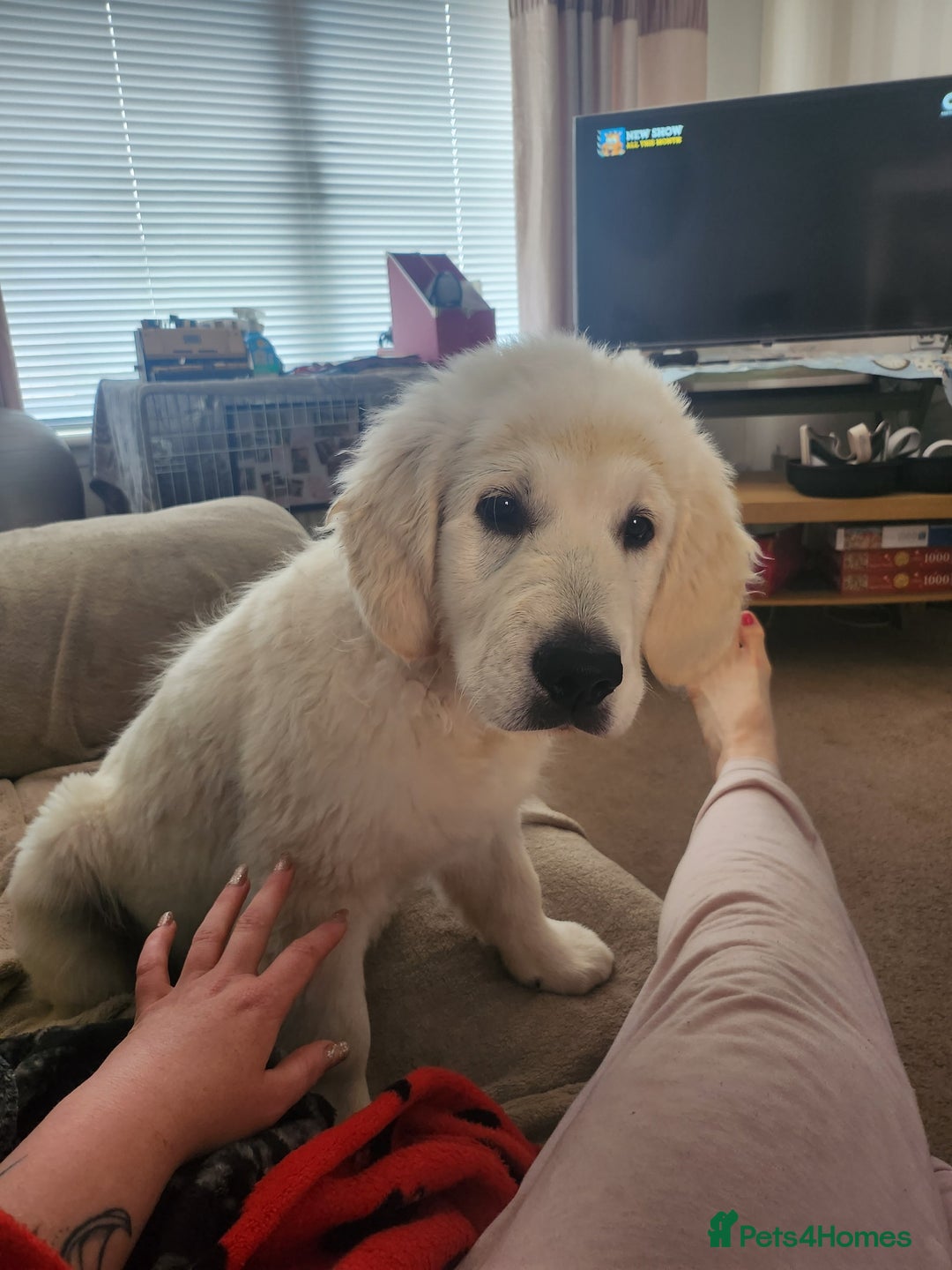 Golden Retriever dogs for stud: Dog available for stud - Advert 7