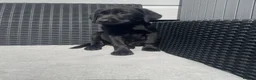 Labrador Retriever dogs for sale: Beautiful lab boy  - Advert 7