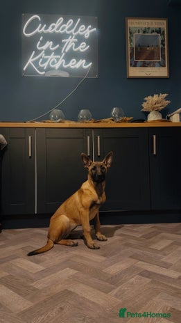 Mixed Breed dogs - Advert 10