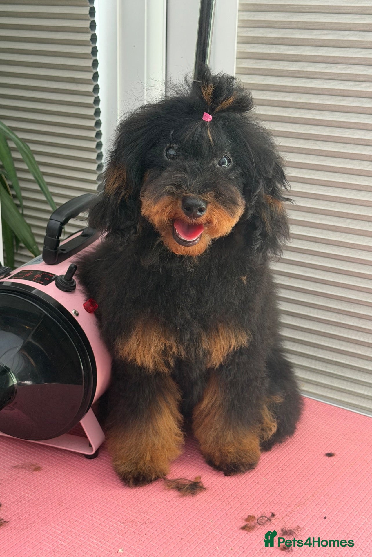 Toy Poodle dogs Beautiful Toy Poodle Frmale - Advert 18