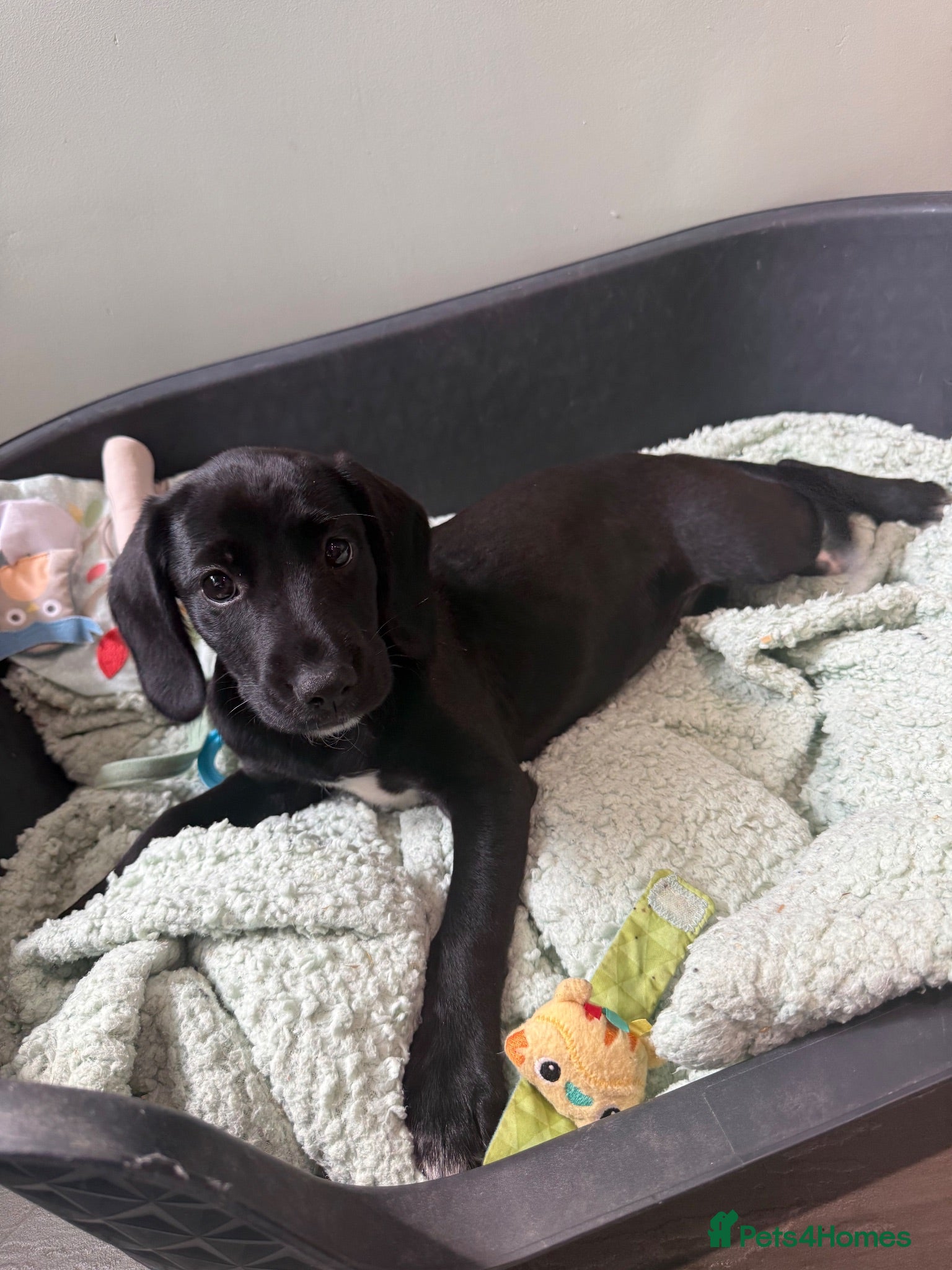 Cockerdor dogs Fully vaccinated Female Cockerdor puppy  - Advert 2