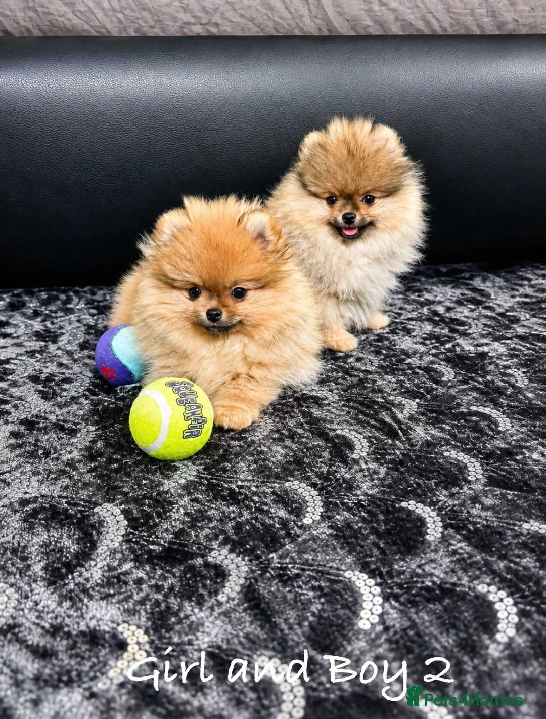 Pomeranian dogs for sale: 🐻Teddy Face🏆Championship🔥KC - Advert 2