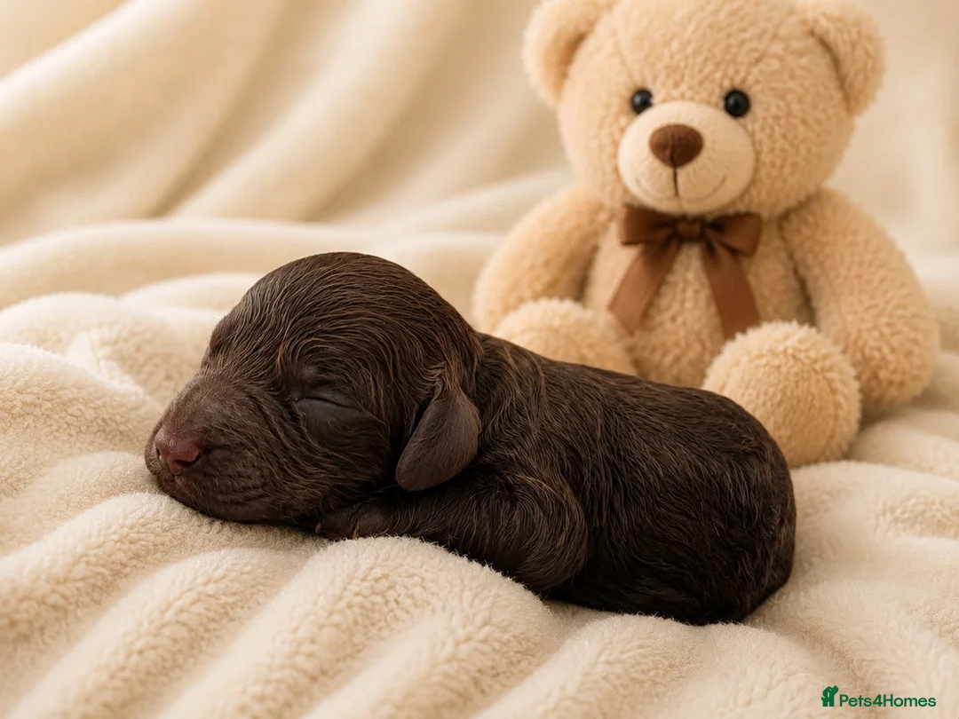 Cockapoo dogs for sale: Merles Blondes Apricots F2 Cockapoo Puppies  - Advert 7