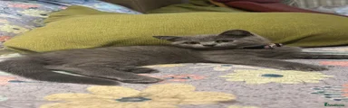 British Shorthair Kitten 4