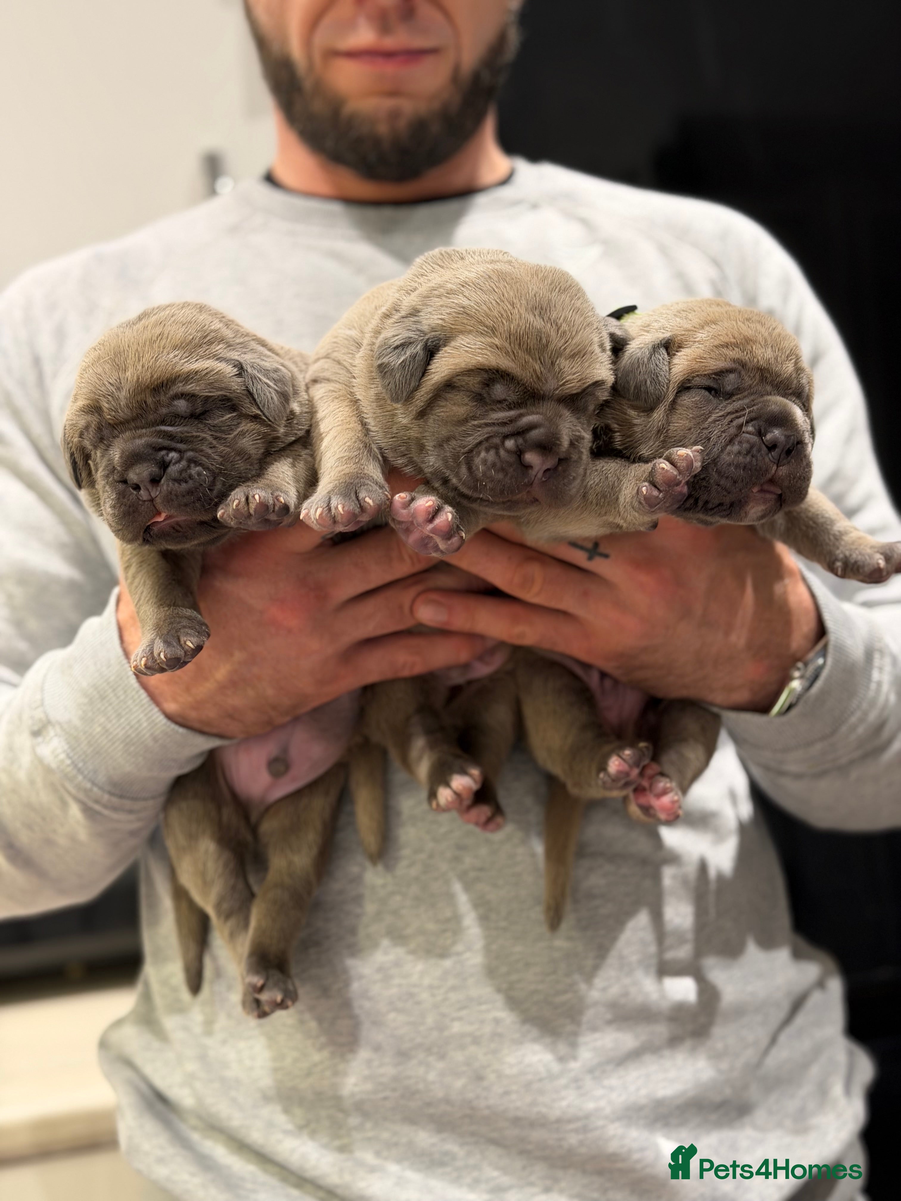 Cane Corso dogs ICCF Registered Formentino MALE Cane Corsos  - Advert 14