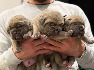 Cane Corso dogs ICCF Registered Formentino MALE Cane Corsos - Advert 14