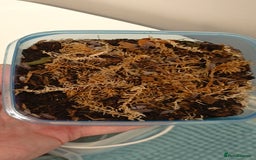 Mixed Breed invertebrates for sale: Tropical Grey Woodlice / Isopods - Huge Colonies - Image 7