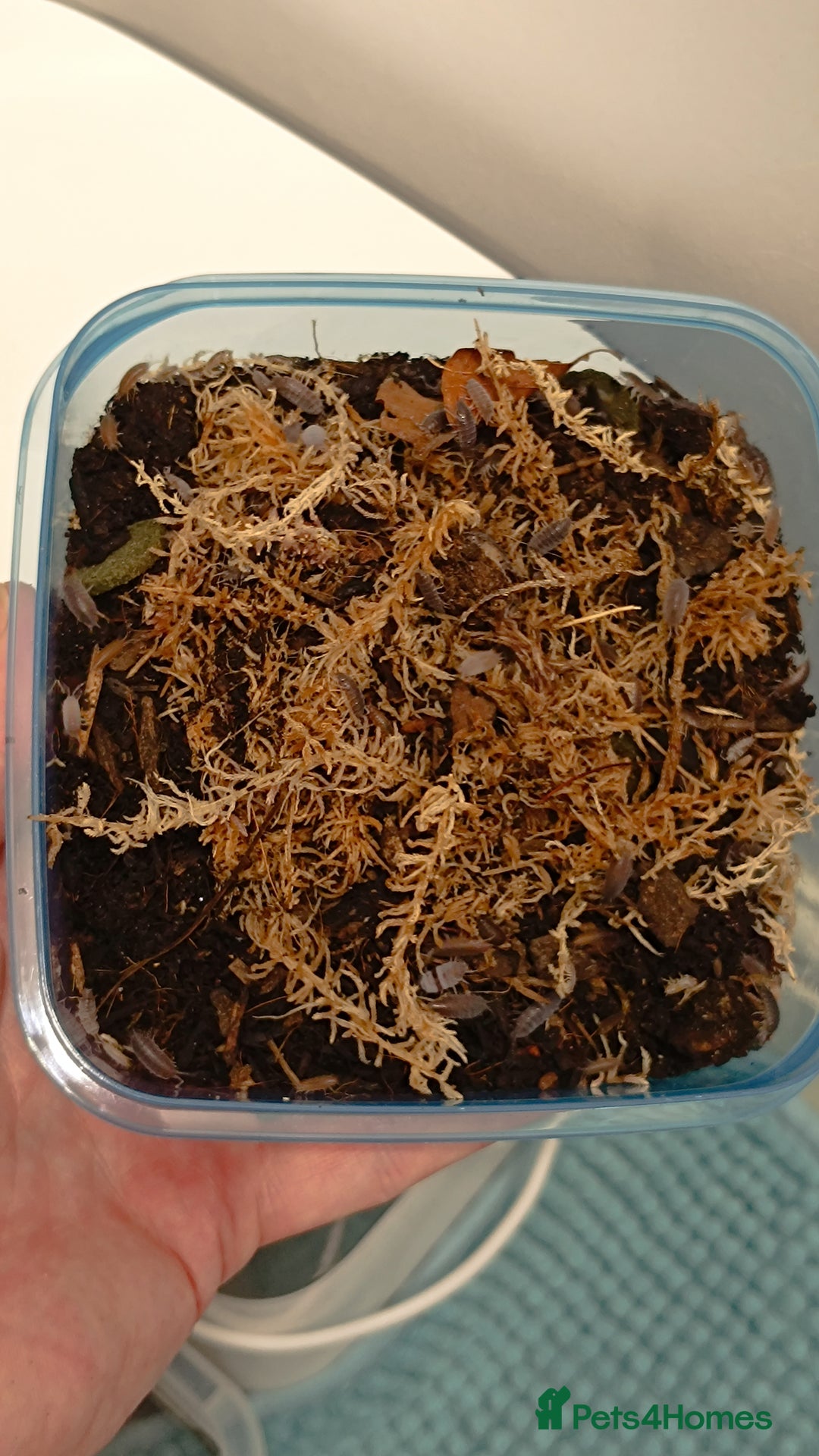 Mixed Breed invertebrates for sale: Tropical Grey Woodlice / Isopods - Huge Colonies - Image 7