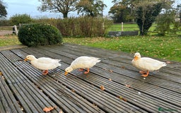 Ducks poultry for sale: Pair of call ducks  - Image 3
