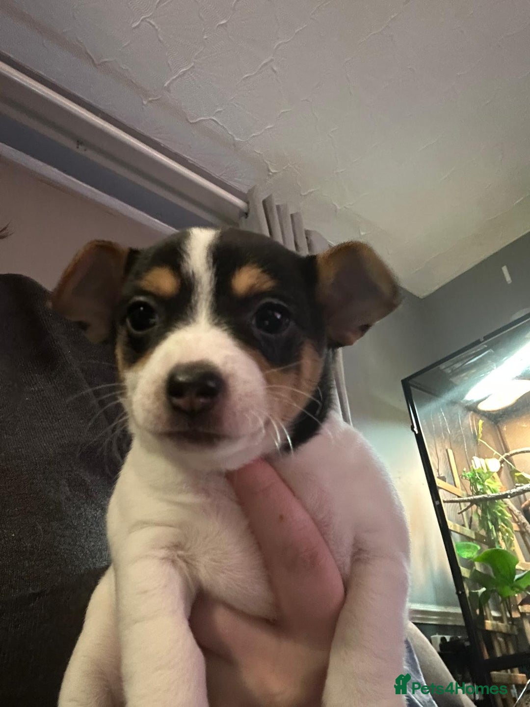 Mixed Breed dogs for sale: Jackawhah  - Advert 1