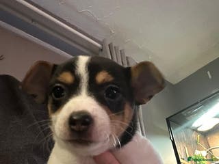 Mixed Breed dogs Jackawhah - Advert 1