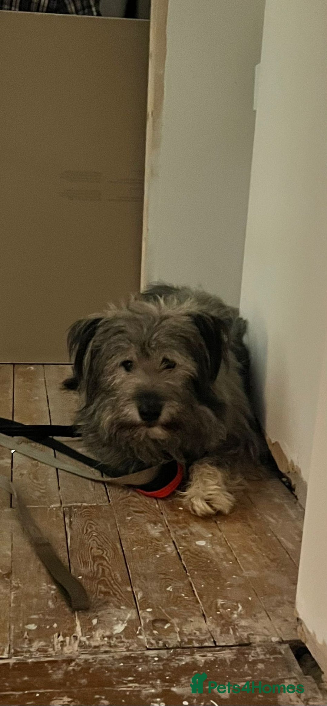 Mixed Breed dogs for adoption: 💙🐶 TEDDI - A Soft 1 year old boy💙🐶  - Advert 6