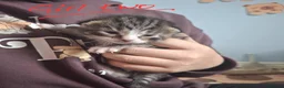 Mixed Breed cats for sale: Long haired kittens in Bishop Auckland - Advert 6
