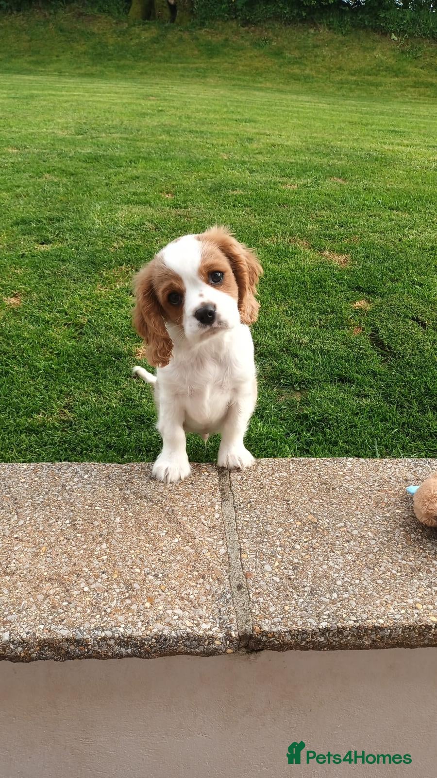 Cavalier King Charles Spaniel dogs Beautiful Pedigree cavalier King charles - Advert 2