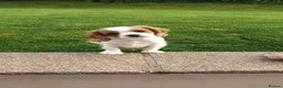 Cavalier King Charles Spaniel dogs for sale: Beautiful Pedigree cavalier King charles - Advert 1
