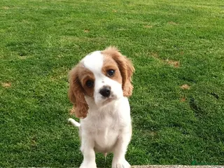 Cavalier King Charles Spaniel dogs Beautiful Pedigree cavalier King charles - Advert 3