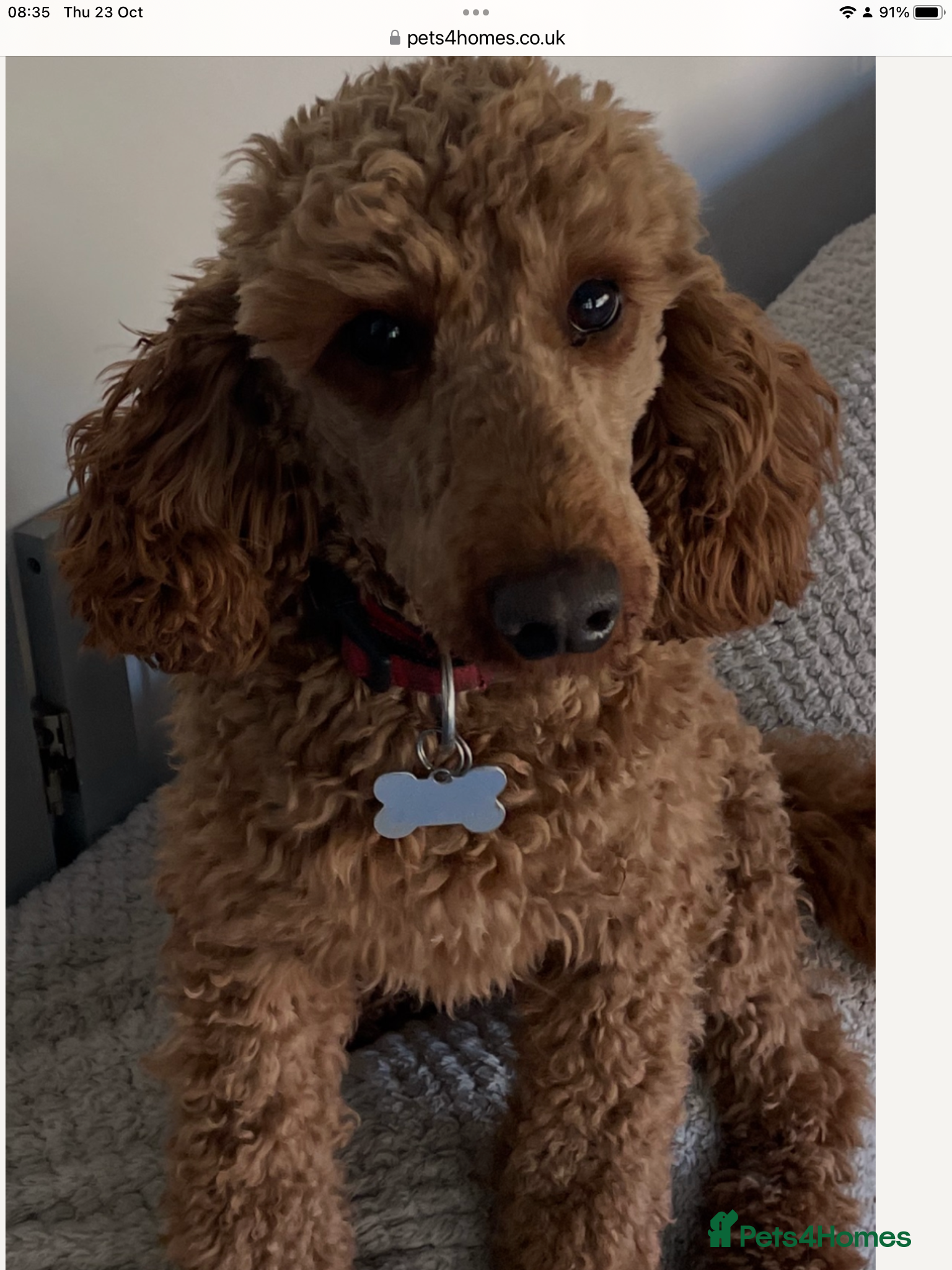 Miniature Poodle dogs Red miniature poodle - Advert 14