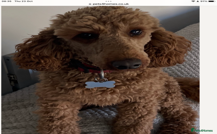 Miniature Poodle dogs - Advert 1