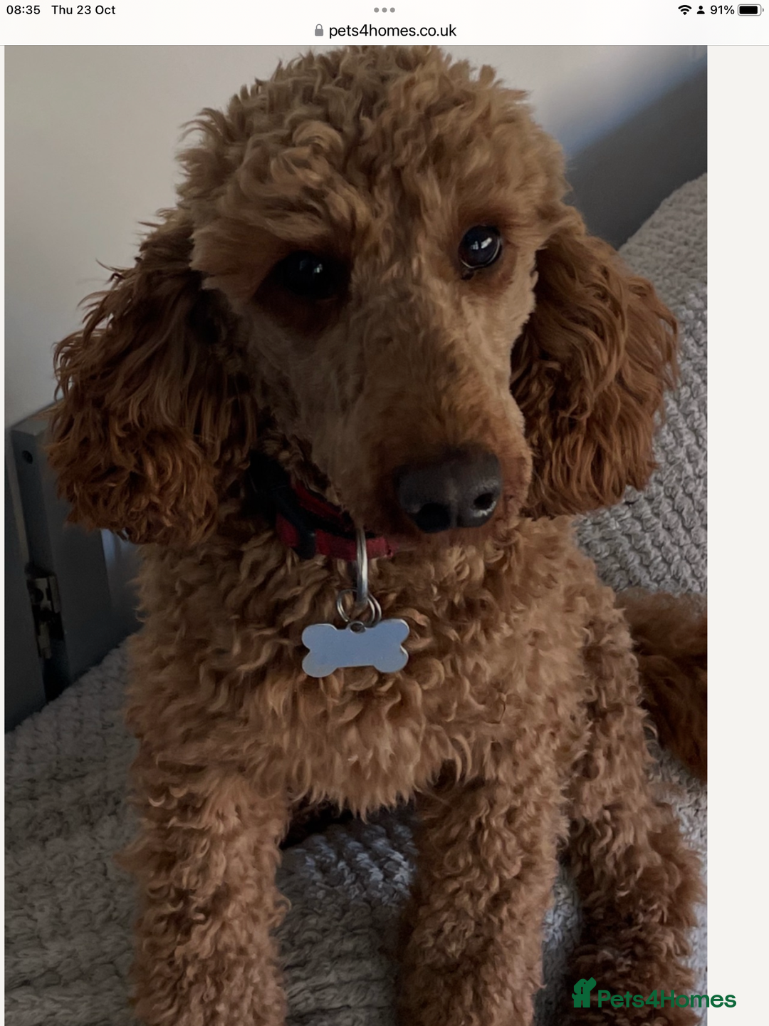 Miniature Poodle dogs for stud: Red miniature poodle - Advert 1