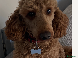 Miniature Poodle dogs - Advert 12