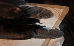 British Shorthair cats for sale: Pure British shorthair kittens  - Advert 6