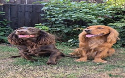 Cocker Spaniel dogs for sale: Exceptional KC Reg Working Cocker Spaniel Puppies - Image 8