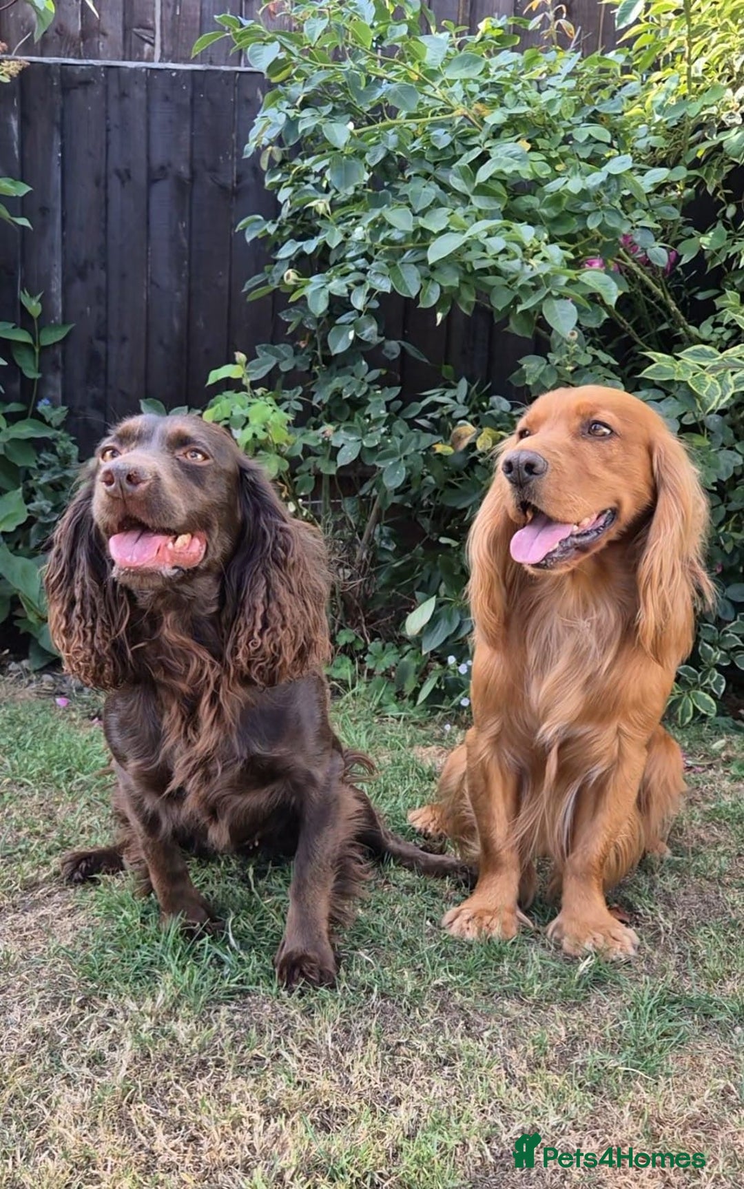 Cocker Spaniel dogs for sale: Exceptional KC Reg Working Cocker Spaniel Puppies - Image 8