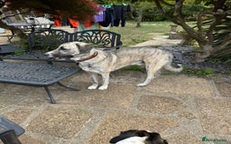 Mixed Breed dogs for adoption: Forest Gumps Litter - Image 2