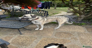 Mixed Breed dogs - Advert 6