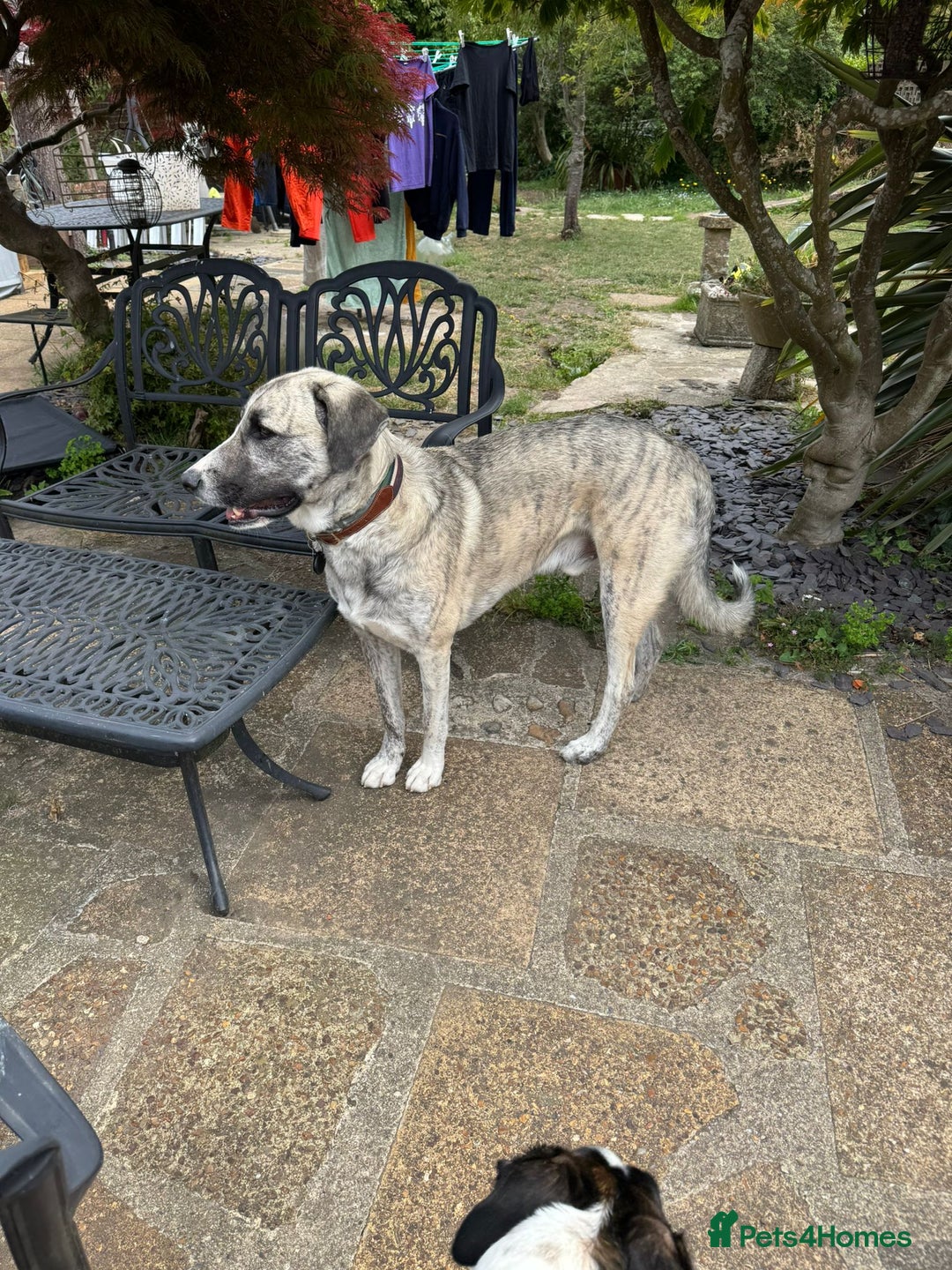 Mixed Breed dogs for adoption: Forest Gumps Litter - Image 2