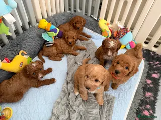 Australian Labradoodle dogs Australian Labradoodle puppies - Advert 7