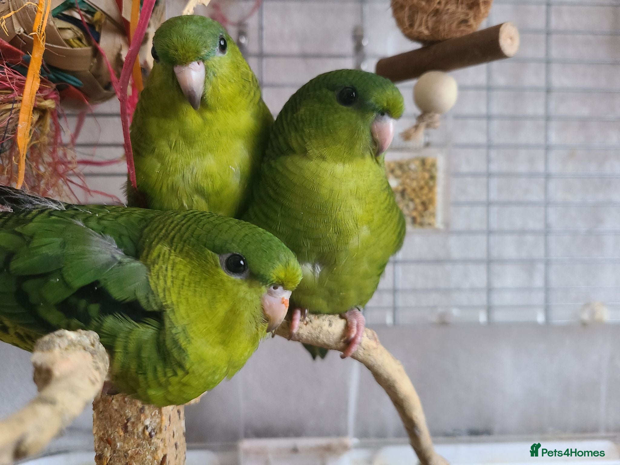 Parakeets birds Lineolated Parakeets - Advert 1