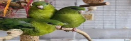 Parakeets birds for sale: Lineolated Parakeets - Advert 1