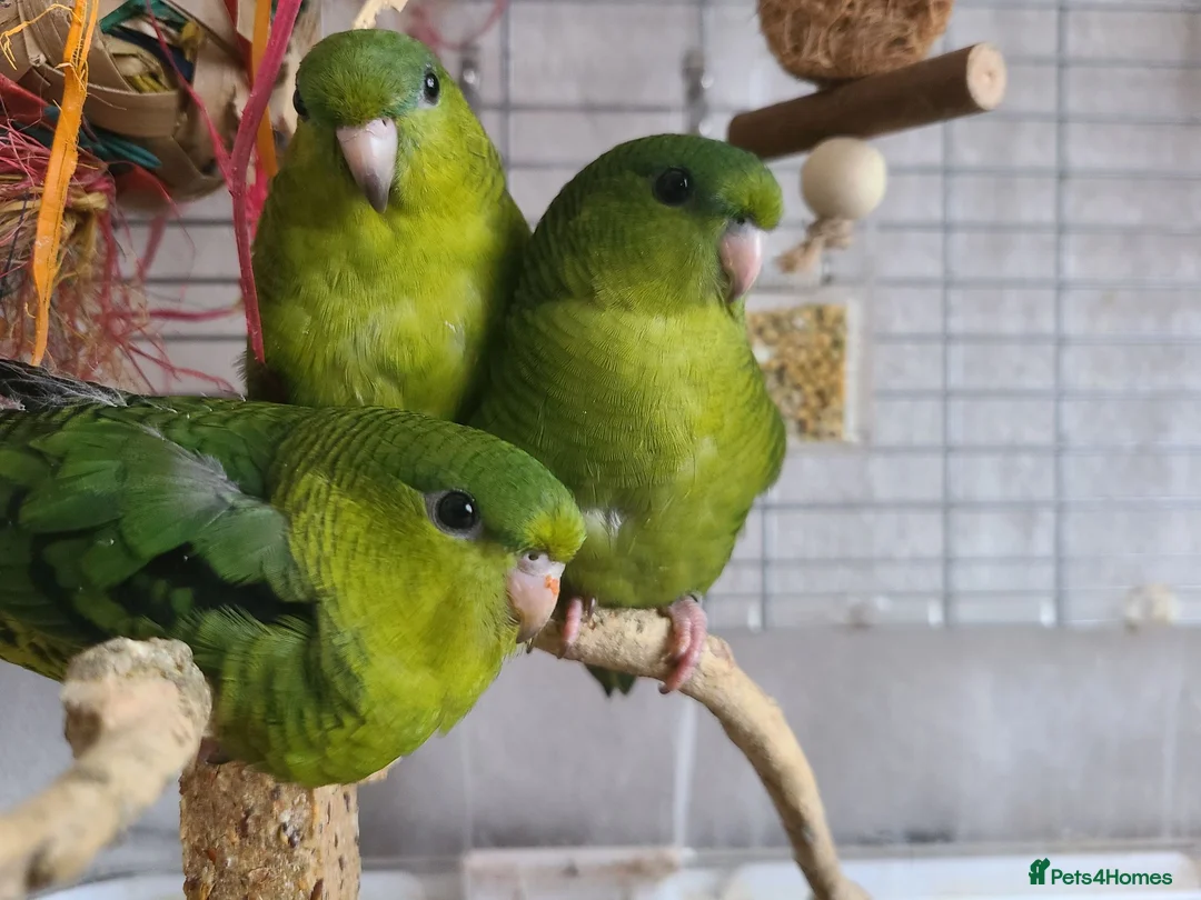 Parakeets birds for sale: Lineolated Parakeets - Advert 1