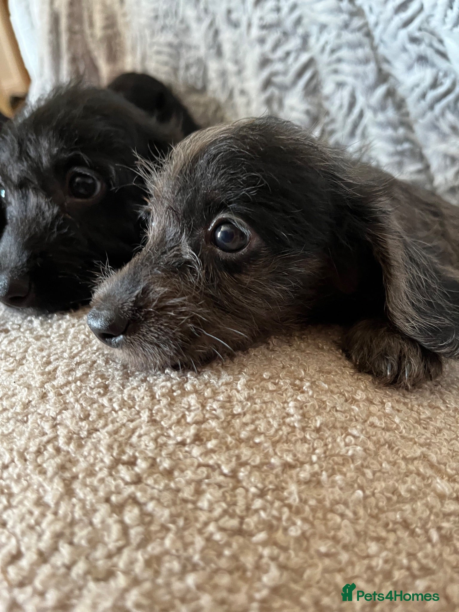 Doxiepoo dogs 1 chocolate dapple boy and 2 Jet black Doxiepoos  - Advert 1