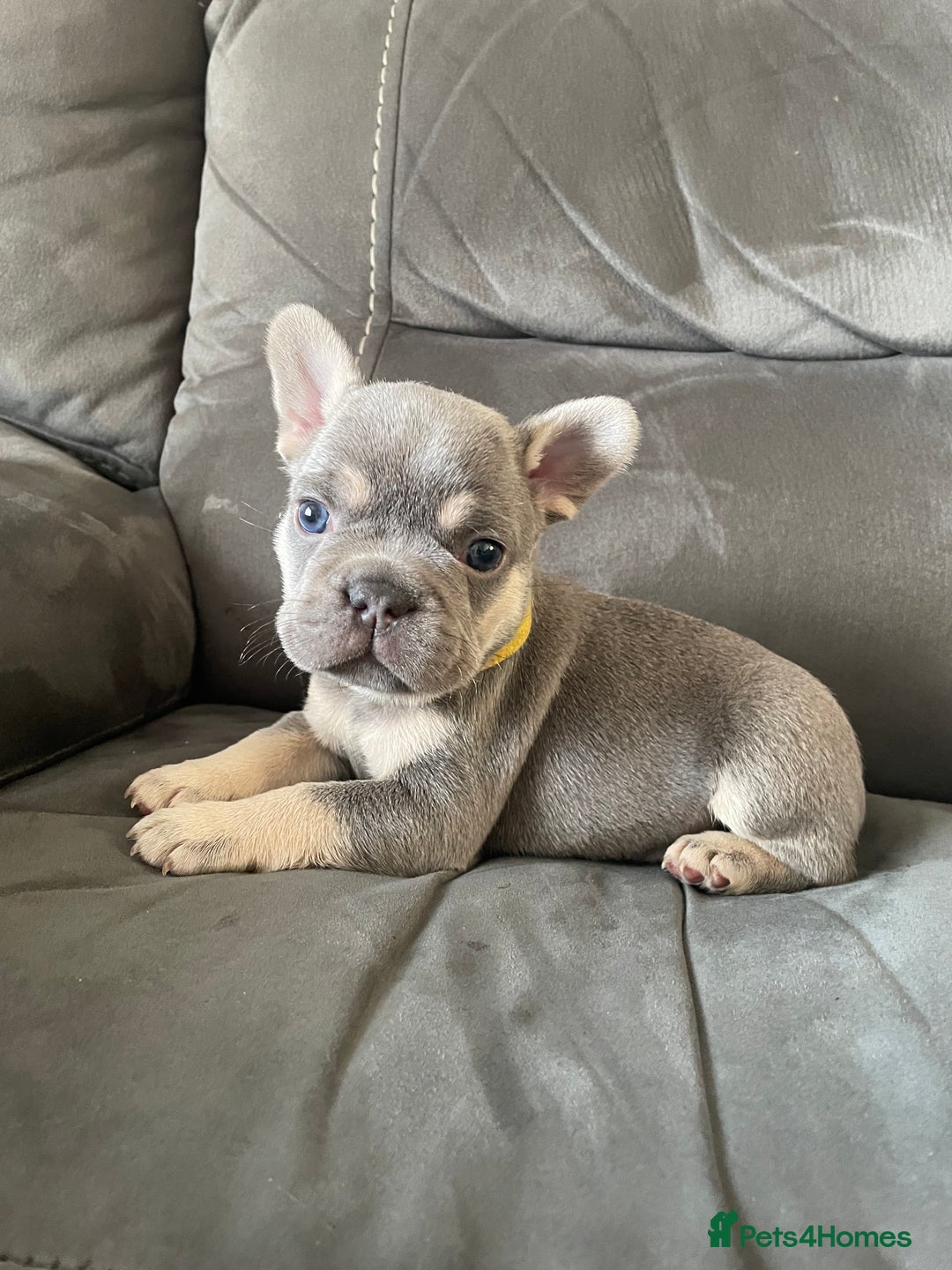 French Bulldog dogs for stud: KC Reg French Bulldog Lilac & Cream  - Image 4