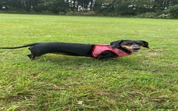 Dachshund dogs for sale: Daschund  - Image 6