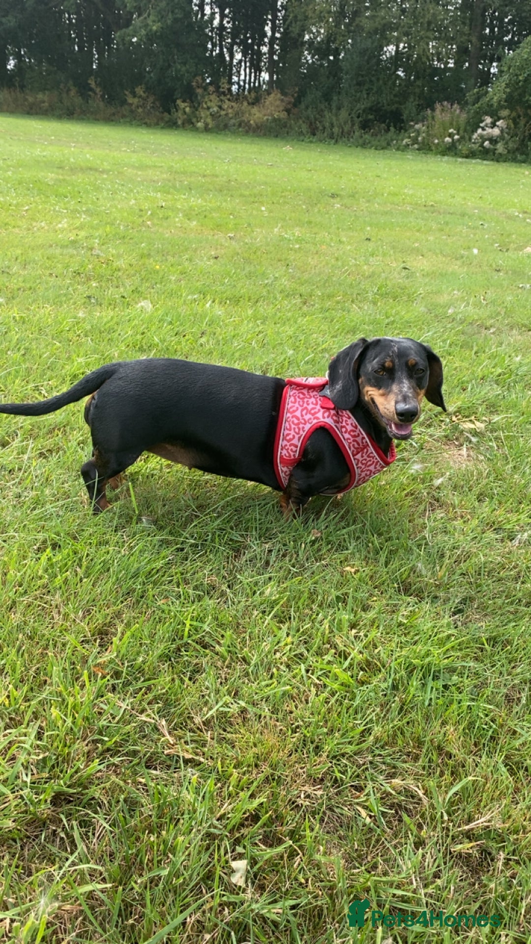 Dachshund dogs for sale: Daschund  - Image 6