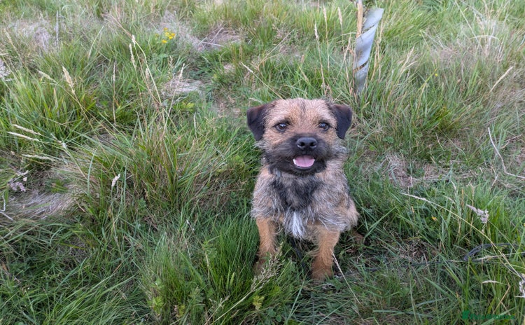Border Terrier dogs - Advert 1