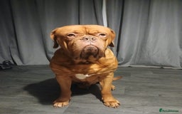 Dogue De Bordeaux dogs for stud: For stud - Image 3