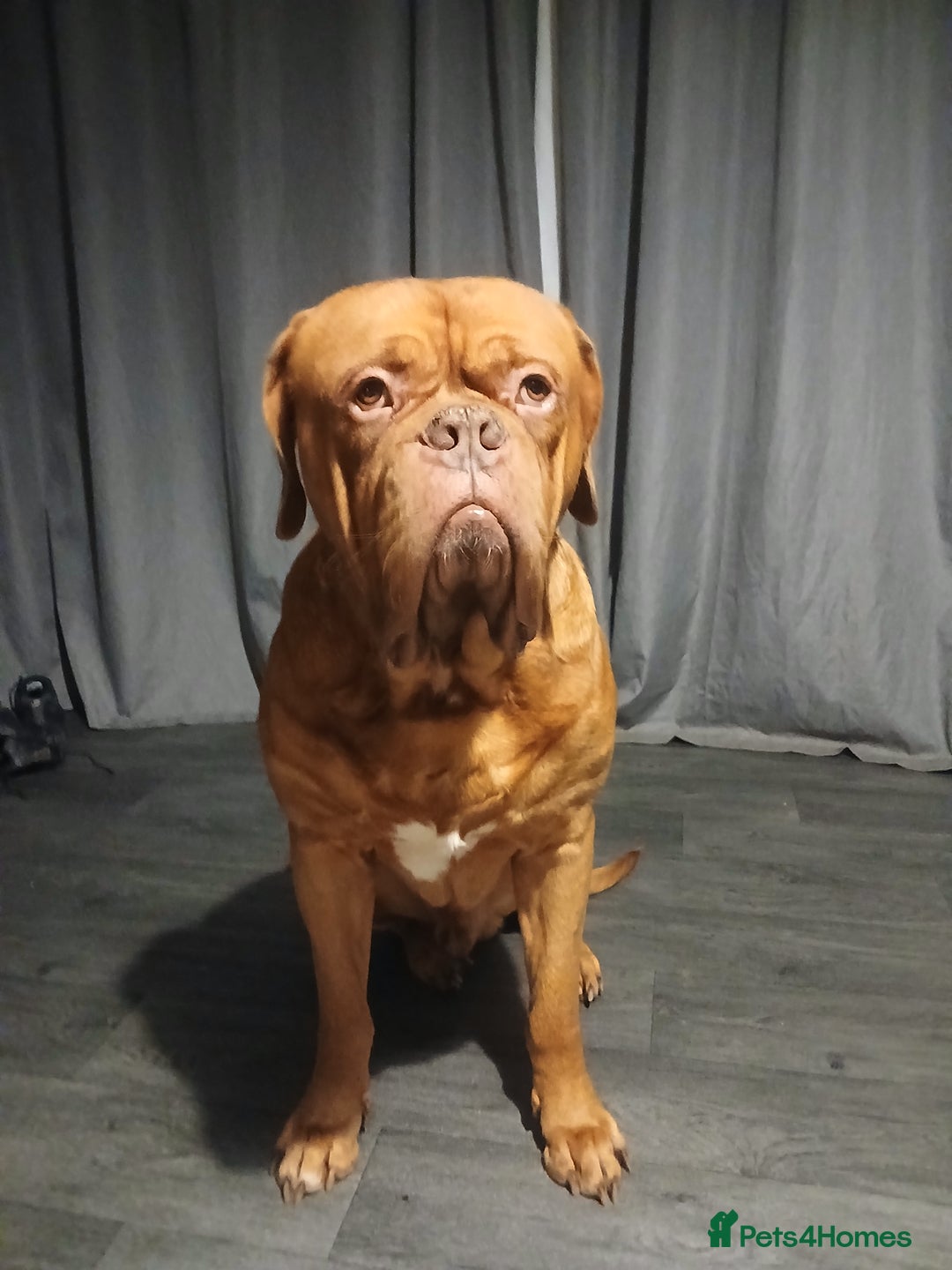 Dogue De Bordeaux dogs for stud: For stud - Image 3